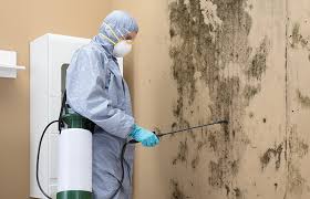 Best Mold Remediation for Healthcare Facilities  in Keokea, HI